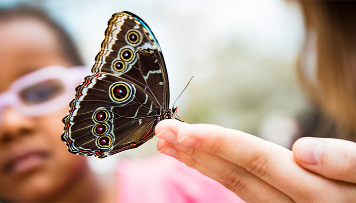 A butterfly rests on an outstretched hand as a little girl in pink framed glasses looks on in the background